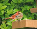 Cardinals-Love Birds, by Marie Neven