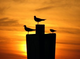 3 Birds in Sunset, by Joan Bold