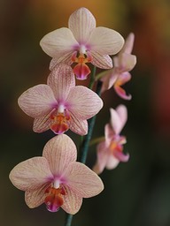3 Orchid Stack, by Rick Lesquier