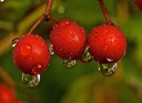 Cranberries ,by Rod VanHorenweder