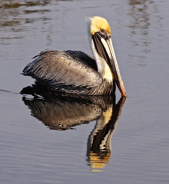 Pelican, by Rod VanHorenweder