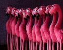 A Queue of Flamingos, by Georgia Robinson