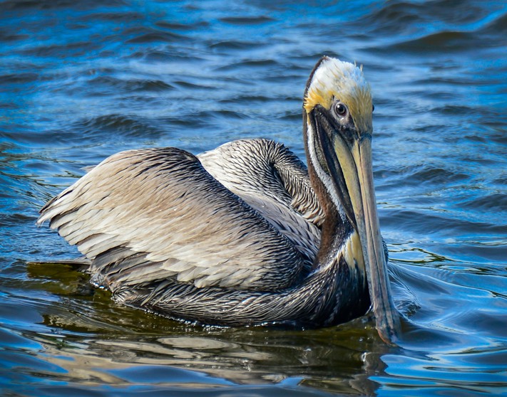 A Watchful Eye, by Jim Hagen