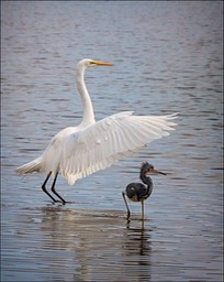 Afternoon Shade, by Doug Halstead