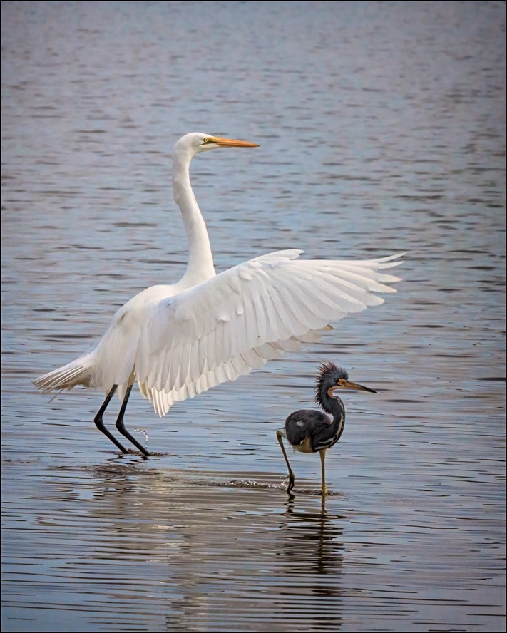 Afternoon Shade, by Doug Halstead