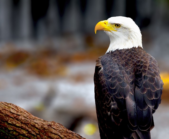 American Eagle, by Don Kuhnle