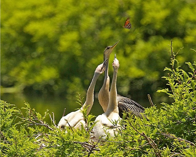 Anhingas and the Butterfly ,by Rod VanHorenweder