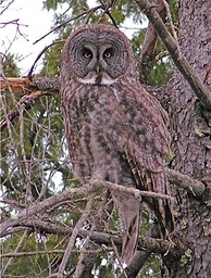 Barred Owl ,by Rod VanHorenweder