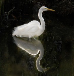 Bird and Reflection, by Connie Wilson