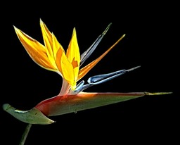 Bird of Paradise, by Connie Wilson