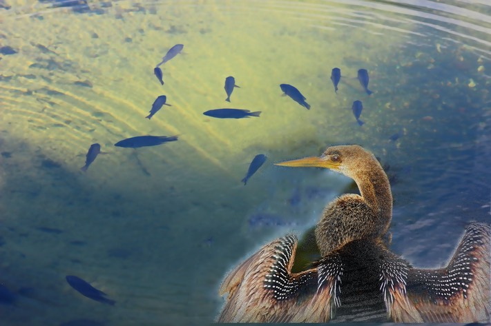 Birds eye view, by Scott Rolseth