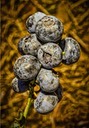 Blueberries, by Rod VanHorenweder