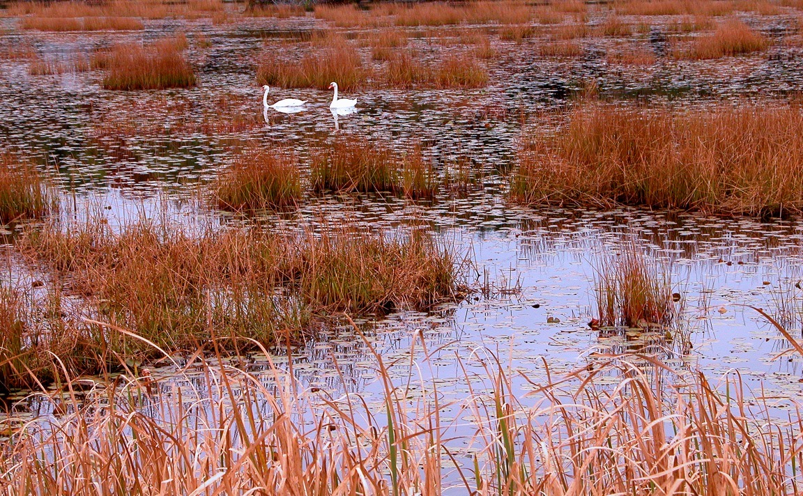 boarderless Swan Lake, by Georgia Robinson