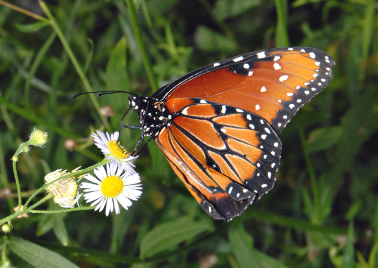 Butterfly on Daisy