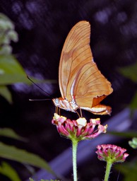 Butterfly on Flower 2