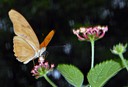 Butterfly on Flower 3