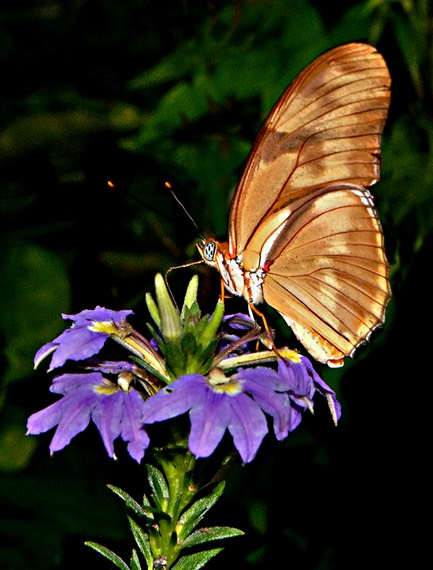 Butterfly on Flower, by Joe Constantino