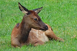 C_Burl_J_Baby elk in Smoky Mountains N.P.
