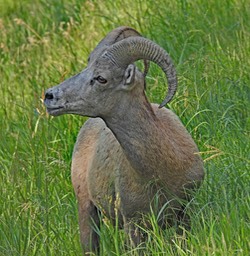 C_Burl_J_Bighorn Sheep, Custer State Park