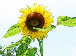 C_Wils_c_Sunflower