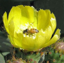 Cactus Flower, by Joan Bold