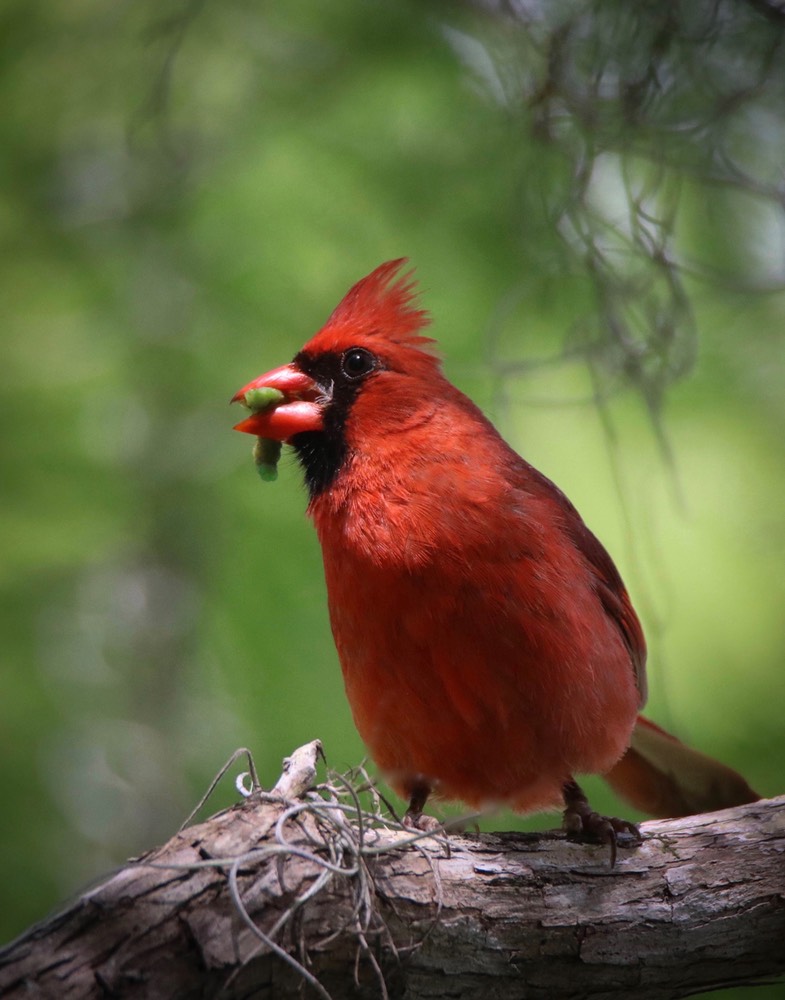 Cardinal With Lunch by Kim Rexroat