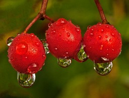 Cranberries_edited,by Rod VanHorenweder