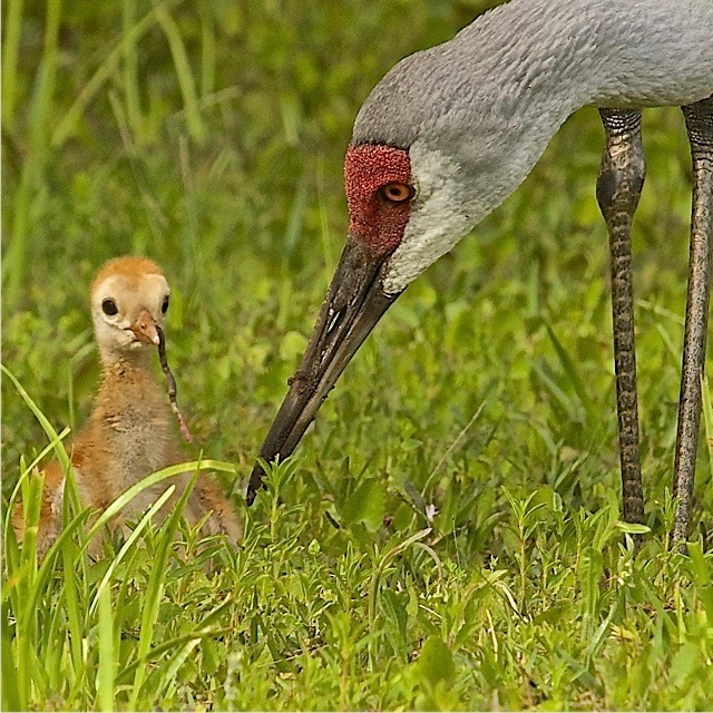 Cranes ,by Rod VanHorenweder