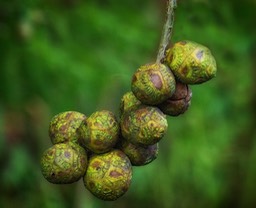 Cypress Tree Nuts