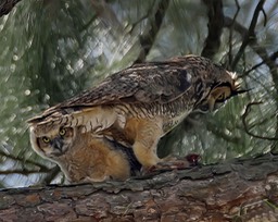 Owl mother