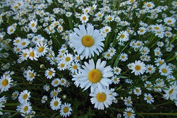 Daisies ,by Rod VanHorenweder