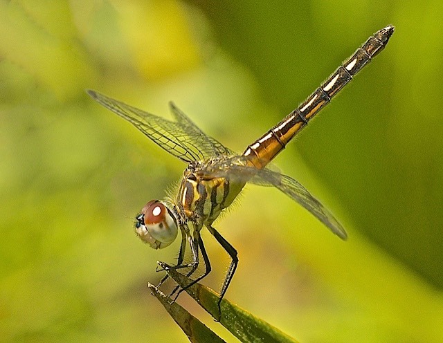 Dragonfly ,by Rod VanHorenweder
