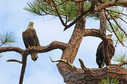 Eagle pair, by Scott Rolseth