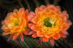 Echinopsis Cacti flower
