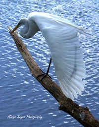 Egret Balancing Act, by Marge Keyes