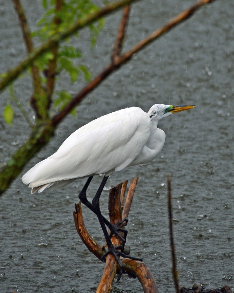 Egret getiting wet, by Jim Hagen