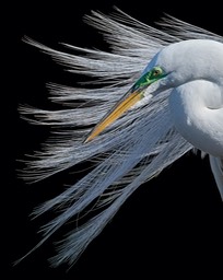 Egret Mating Plumage, by Cheri Halstead