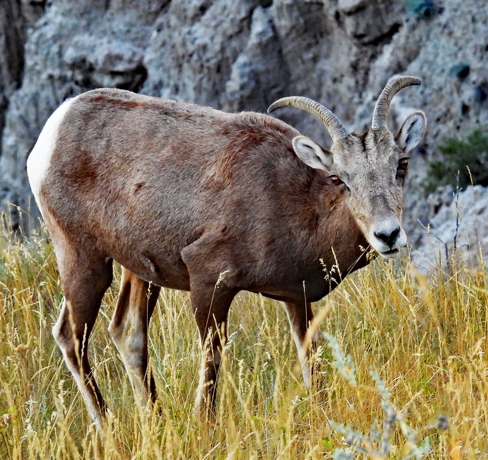 Expressive female Bighorn Sheep