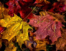 Fall Leaves on a Rainy Morning