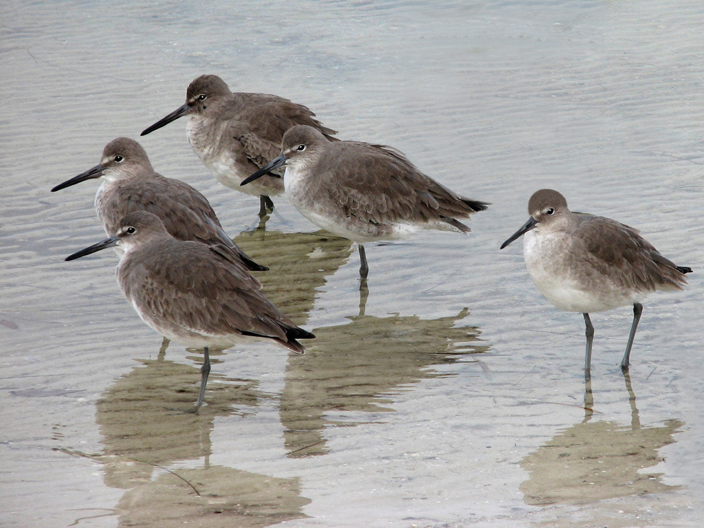 Five Sandpipers, by Joan Bold