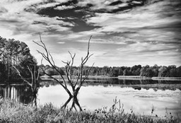 Apalachee WMA Landscape 5