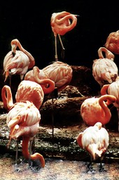 Flamingos, by Scott Rolseth