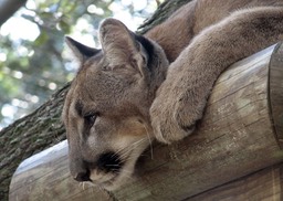Florida Panther, by Joan Bold