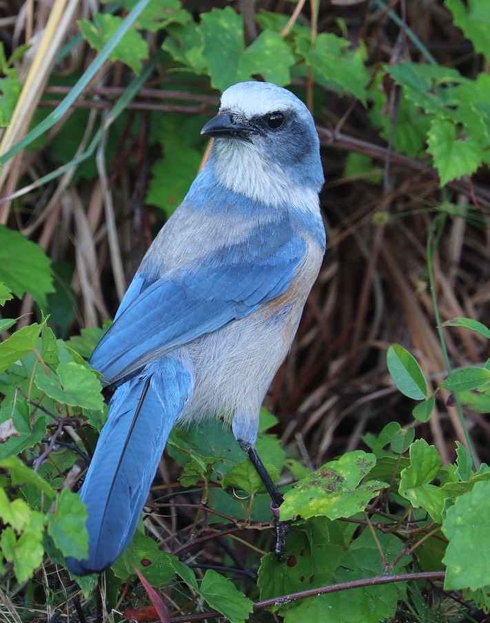 Florida Scrub Jay, by Kim Rexroat