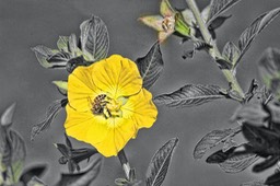 Flower and bee, by Scott Rolseth