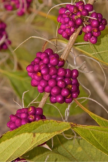 Forest Berries ,by Rod VanHorenweder