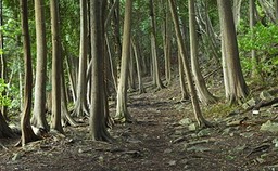 Forest Trail, by Rod VanHorenweder