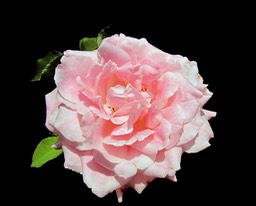 Full Blossom Rose