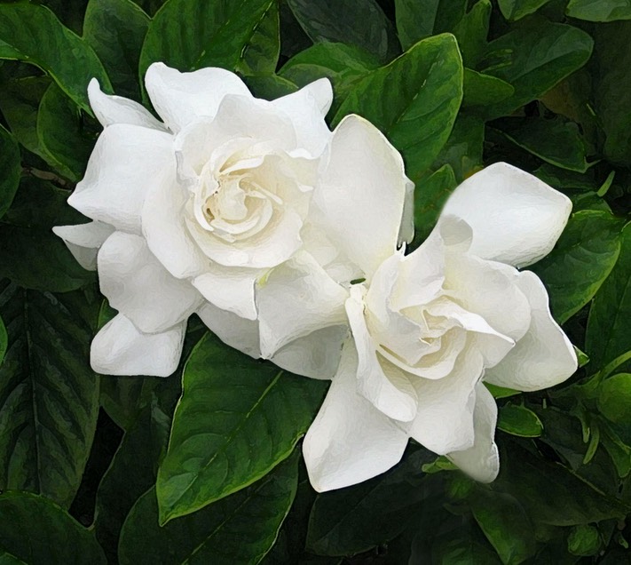 Gardenias, by Joan Bold