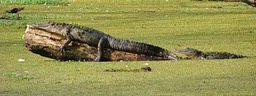 Gators At Rest, by Rod VanHorenweder